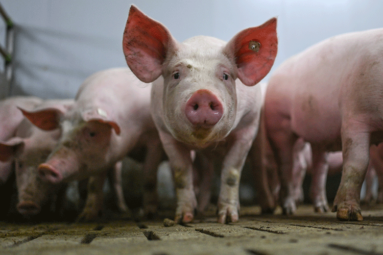 Если говорить про биозащищенность свинокомплексов, то она оценивается по компартментам, где 1 — это практически полное отсутствия какой-либо защиты от инфекционных и инвазионных заболеваний (как правило ЛПХ и КФХ, где практикуется вольный выгул животных на улице), а 4 — это самая высокая степень биозащищенности