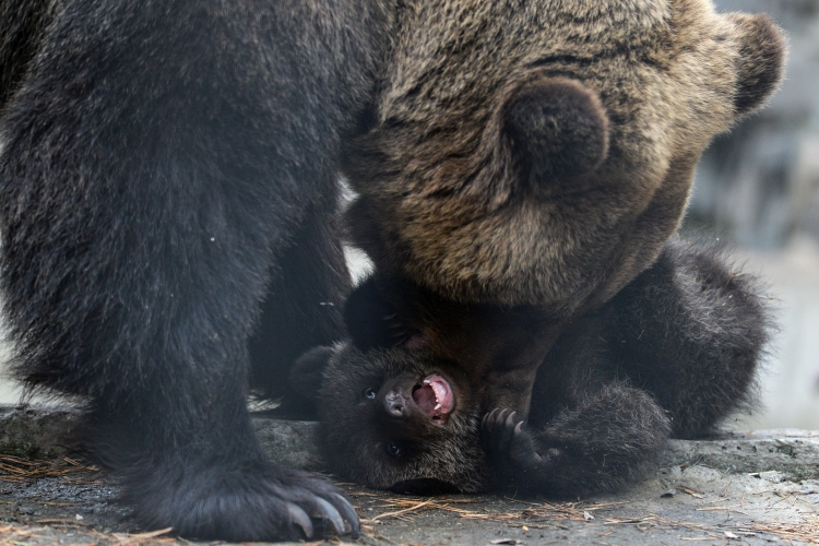 «Рожают медведи в январе, но остаются в берлоге. Выходят наружу, когда тает снег. Два года медвежата с мамой кормятся. Все время она одинаково будет защищать свой молодняк»