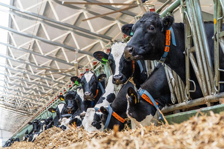 «В Татарстане 920 тысяч голов крупного рогатого скота, в том числе 324 тысячи голов дойных коров. В этом году есть динамика снижения поголовья, где-то на три процента», — сообщил министр