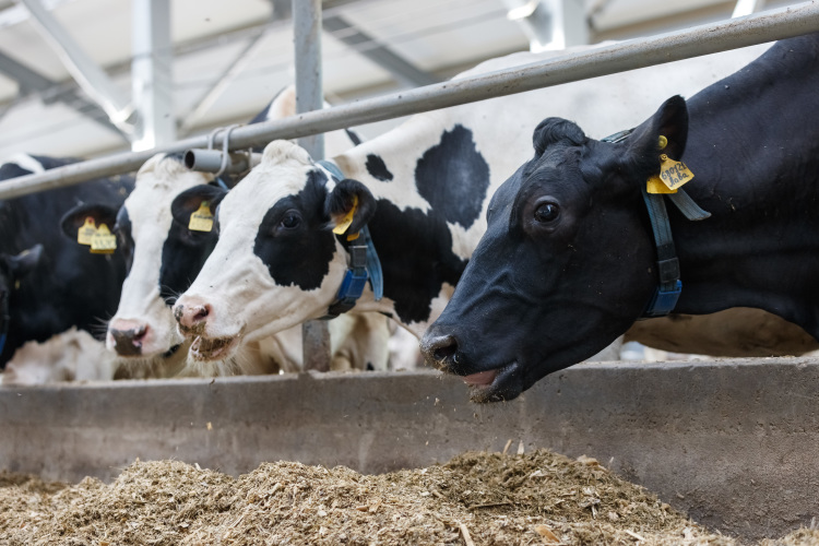 «Успешно работают наши животноводы — лидеры страны по производству молока. Второй год подряд надой молока превысит 2 млн тонн»