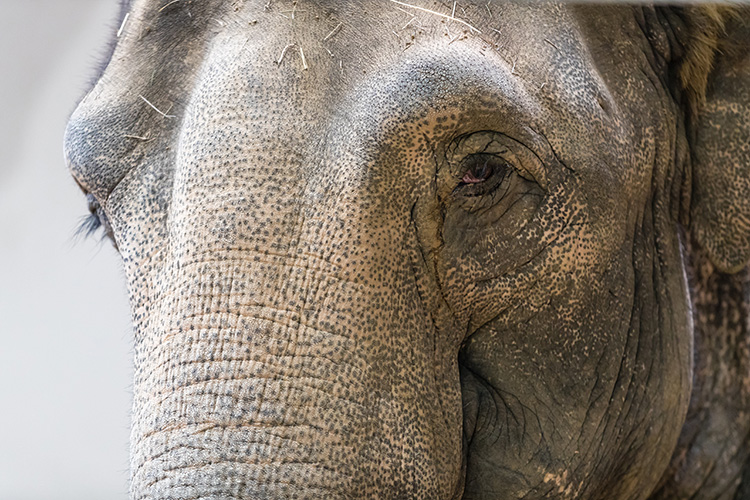 «Слоны все запоминают, особенно людей. Если их кто обидел, они на всю жизнь запомнят»