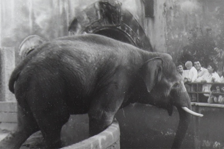 Первая слониха в Казани – Вента