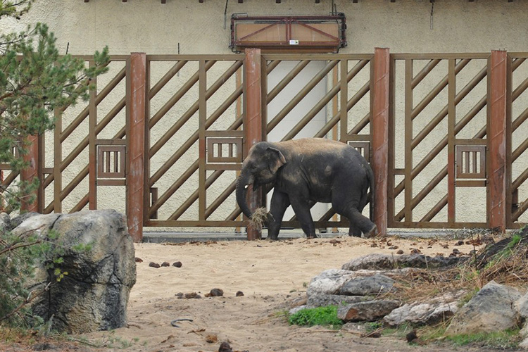 Одним из ярких событий начала этой осени в столице РТ стало появление в Казанском зооботсаде нового обитателя — 6-летнего слона Филимона