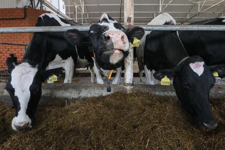 В сложившихся условиях низких цен на сырое молоко и зерно предлагается увеличить меры поддержки для предприятий и ЛПХ, где содержатся коровы