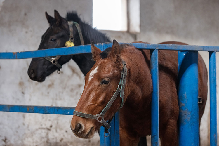 «Последние 2 — 3 года интерес к лошадям в Татарстане растет. Связываю его с позицией руководства республики: они сами любят лошадей, их внимание к коневодству, проведение Сабантуев и поддержка минсельхоза сказываются»