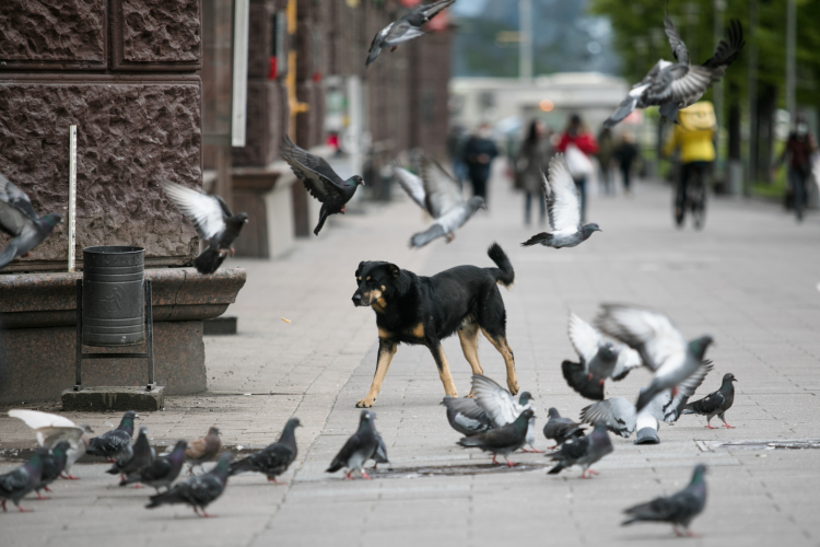 Председатель комитета Азат Хамаев посетовал, что «вопрос по собакам, гуляющим по улицам — очень больной»
