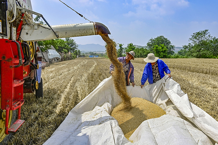 Поднебесная не покупает ни килограмма российской пшеницы: зерно не проходит по строгим фитосанитарным требованиям Китая
