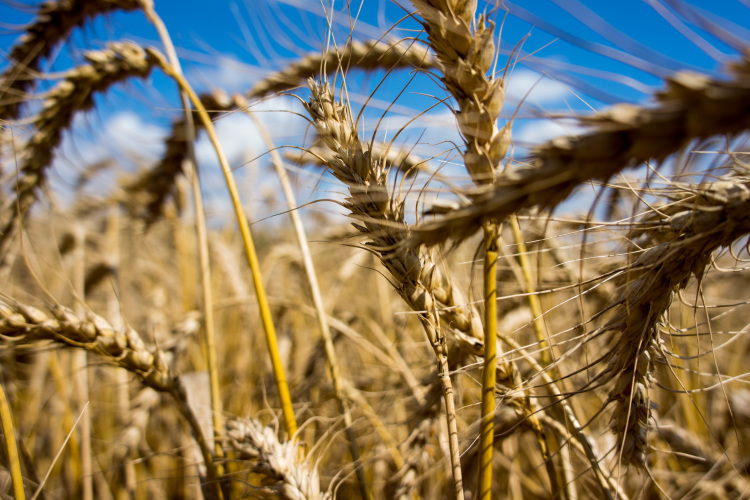 Сегодня цена на нашу пшеницу составляет $128 за тонну — это самая низкая закупочная цена из всех стран-конкурентов, что является прямой демотивацией для производителей