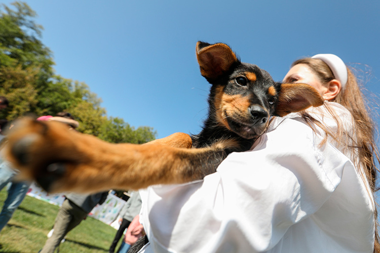 За 3 года провели 12 выставок собак из приюта, 75 нашли новых хозяев