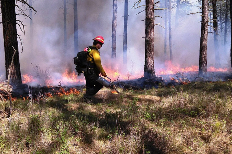 В период первых майских праздников, с 28 апреля по 2 мая, в лесах республики ожидается максимальный, IV класс пожарной опасности