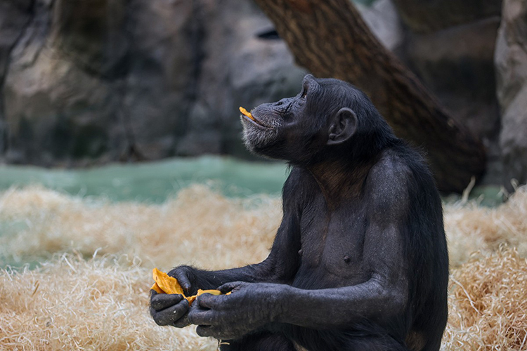 «Сотрудники относятся ко всем шестерым шимпанзе с большим трепетом и любовью, знают каждого по именам, знакомы с их повадками»