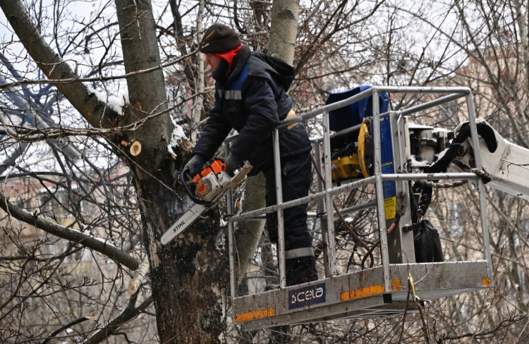 Власти Казани продолжат борьбу с неквалифицированной обрезкой деревьев