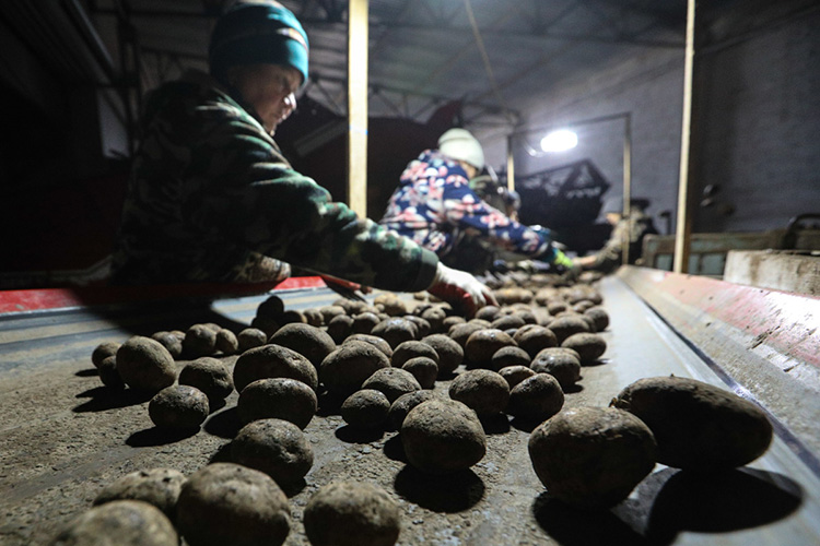 Общий земельный банк «Кырлая» составляет 11 тыс. га, на котором выращивается 90% от районного объема картофеля и 60% от всего «второго хлеба» в Татарстане