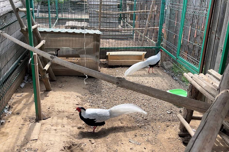 У Салавата-абыя 8 видов фазанов, даже исчезающие, три семьи павлинов (астраханские и узбекские), курицы, цесарки и пр