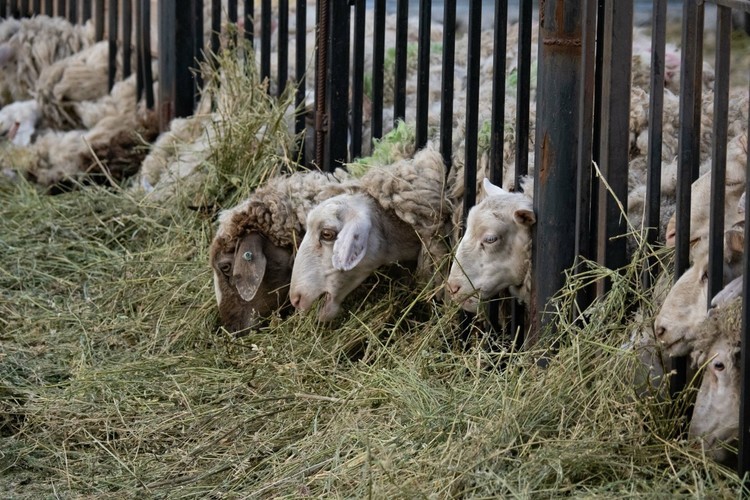 «Впервые в этом году мы решили принимать заказы на коз, они чуть дешевле -13,5 тыс. рублей», — рассказал «БИЗНЕС Online» генеральный директор «Закят» Булат Марданов