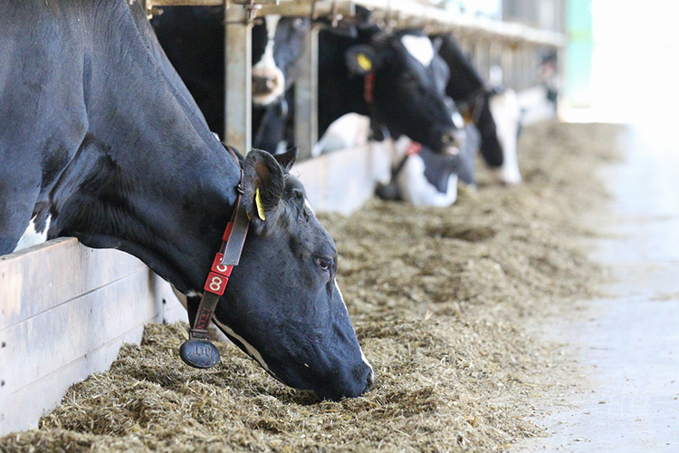 «Мясо-молочное животноводство для нас — основное направление работы»