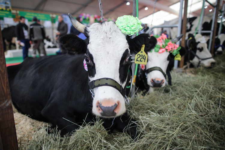 Оценивать татарстанских коров пригласили специалиста Национальной ассоциации производителей крупного рогатого скота из Венгрии