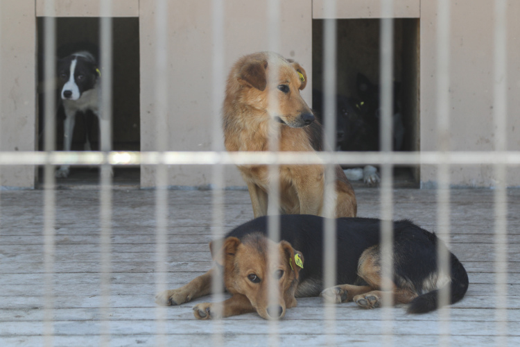 После старта программы «Казань — город без брошенных животных» за три года через ОСВВ прошли 12,2 тыс. собак