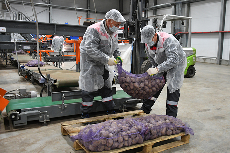 В районе из 110 тыс. га более 50 тыс. га занято под зерновые культуры. Но из-за неблагоприятной погоды валовый сбор зерна в 2023 году сократился в сравнении с 2022-м на 30% — до 109 тыс. тонн (7-е место по РТ). Зато сбор картофеля вырос почти в 5 раз, до 27 тыс. тонн