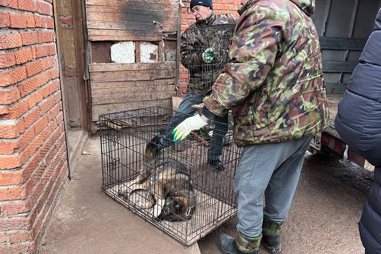 После недолгой перепалки силовикам все же удалось войти в помещения базы вместе с сотрудниками по отлову собак. Всех усыпили транквилизатором и поместили в клетки