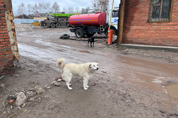 По словам Лифшица, в районе Самосырово полно других собак, которые объединяются в стаи и терроризируют местных жителей