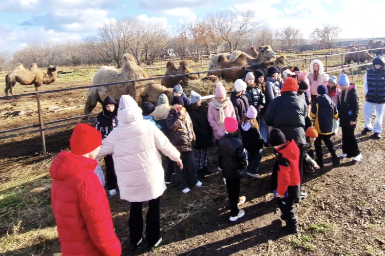 На пастбищах Спасского района круглый год содержатся легендарные двугорбые верблюды-бактрианы, которые ходили в караванах по Великому Шелковому пути. Как оказалось, климат Болгар идеально им подходит