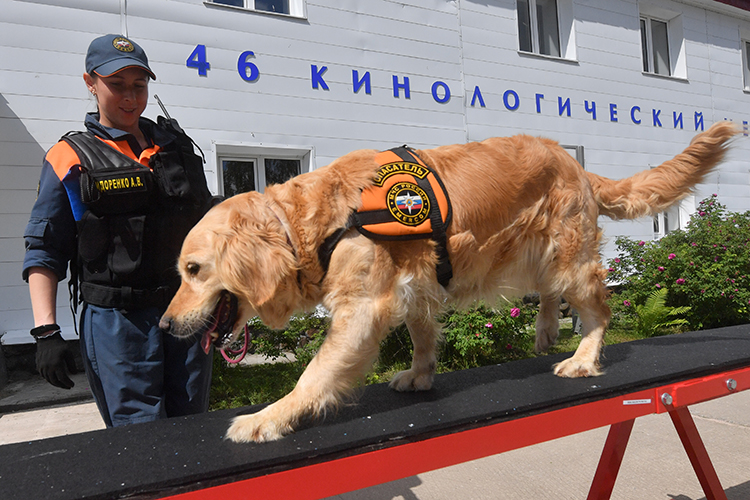 Не обходятся без собак и в МЧС