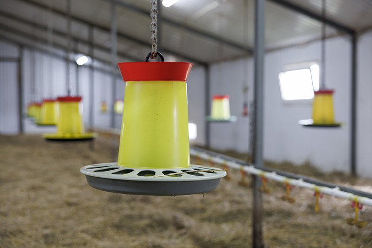 «Годовой оборот хозяйства только по цыплятам составляет около 12 миллионов рублей» «Годовой оборот хозяйства только по цыплятам составляет около 12 миллионов рублей»