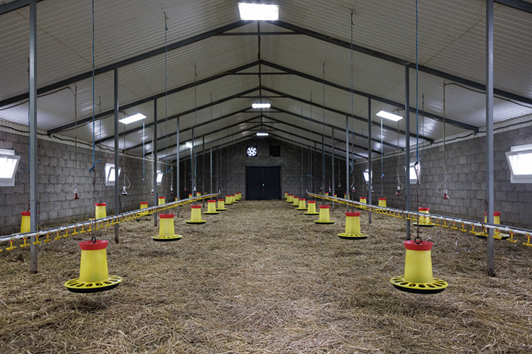 «Своими силами расчистили, и в 2019 году по программе „Начинающий фермер“ от минсельхоза я получил грант в 1,5 миллиона рублей. Эти средства направил на постройку на участке первой птицефермы на 5 тысяч голов» «Своими силами расчистили, и в 2019 году по программе „Начинающий фермер“ от минсельхоза я получил грант в 1,5 миллиона рублей. Эти средства направил на постройку на участке первой птицефермы на 5 тысяч голов»