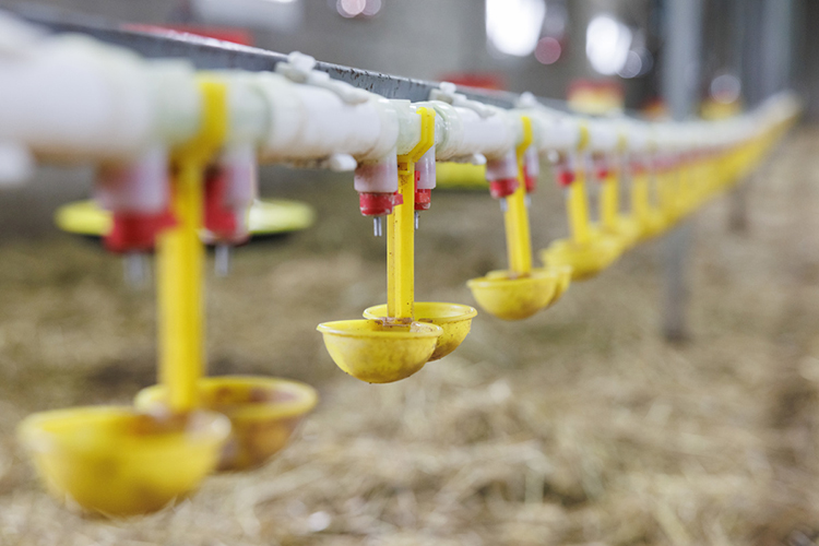 «Даже цвет тушки у курочки привлекательный, желто-оранжевый, это достигается за счет содержания природных каротинов в корме. Бульон из нее получается наваристым, янтарным» «Даже цвет тушки у курочки привлекательный, желто-оранжевый, это достигается за счет содержания природных каротинов в корме. Бульон из нее получается наваристым, янтарным»