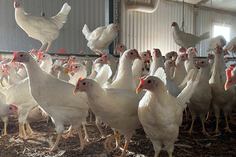 «Когда строили первую ферму, некоторые скептически спрашивали: «А кто у вас столько купит?» Но мы в первый же год завезли две партии и вырастили 10 тысяч цыплят» «Когда строили первую ферму, некоторые скептически спрашивали: «А кто у вас столько купит?» Но мы в первый же год завезли две партии и вырастили 10 тысяч цыплят»