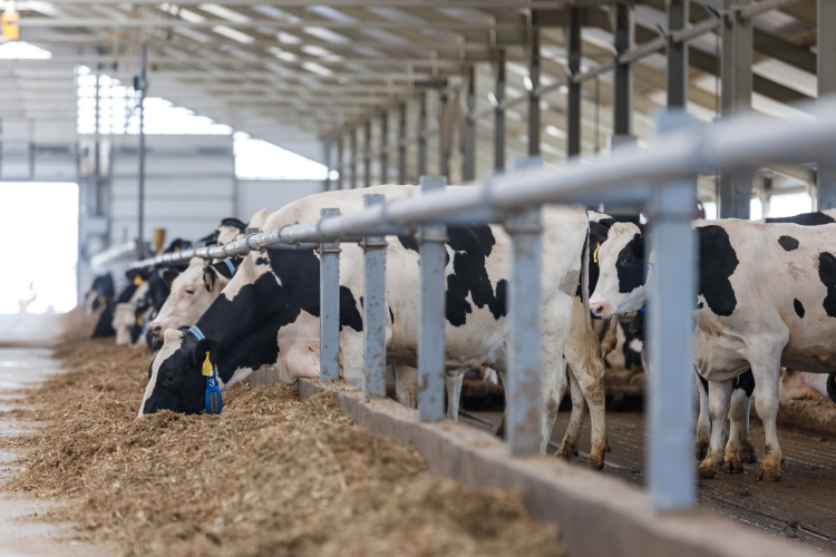 Что касается заболеваний, то больше всего коровы страдают от заболеваний ЖКТ, но в этом виновато неправильное или недостаточное кормление Что касается заболеваний, то больше всего коровы страдают от заболеваний ЖКТ, но в этом виновато неправильное или недостаточное кормление