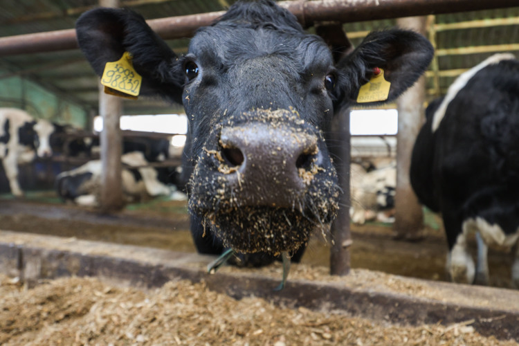 В 2024 году в Республику Татарстан из Европы было завезено всего 760 голов импортного крупного рогатого скота молочного направления В 2024 году в Республику Татарстан из Европы было завезено всего 760 голов импортного крупного рогатого скота молочного направления