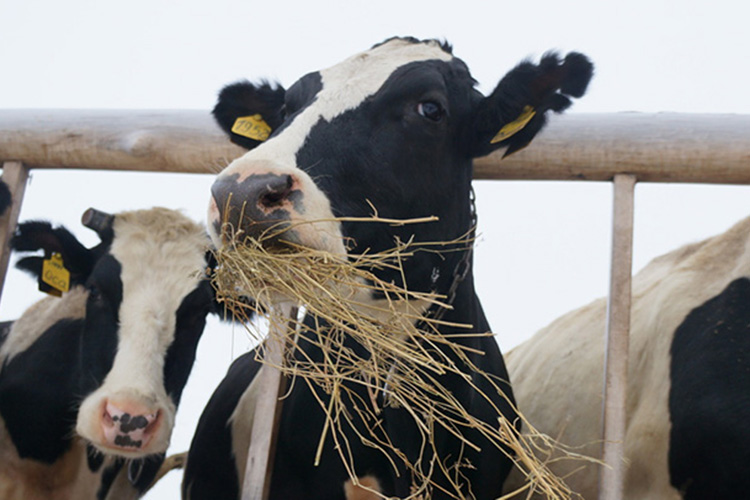 «Вы видели, что у нас строится еще 11 молочных комплексов, мы хотим довести количество дойного стада до 20 тысяч голов, сегодня у нас 10 тысяч — выходит, что будем удваивать и объемы молока, и поголовье» «Вы видели, что у нас строится еще 11 молочных комплексов, мы хотим довести количество дойного стада до 20 тысяч голов, сегодня у нас 10 тысяч — выходит, что будем удваивать и объемы молока, и поголовье»