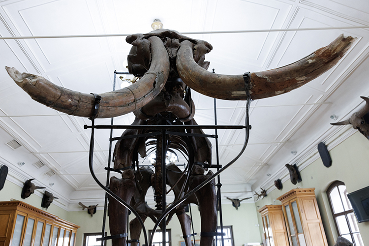 Известно, что привезенная особь ростом 2,5–3 метра была «забиякой» — скорее всего, мамонт погиб в схватке, поскольку еще при жизни у него были хорошенько побиты ребра