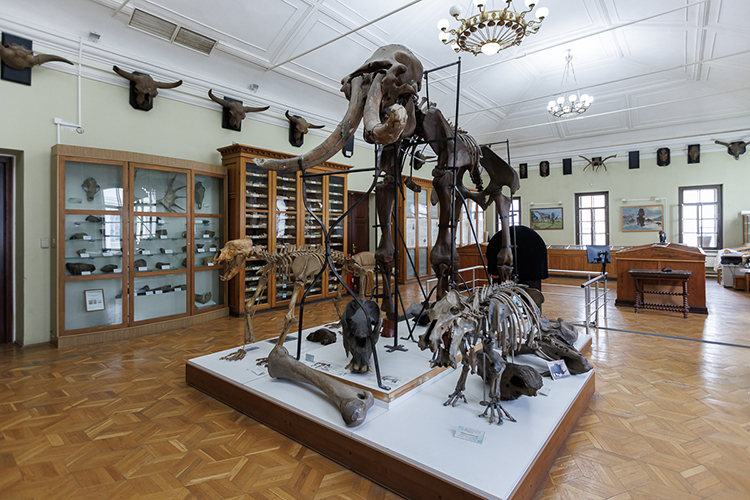 На втором этаже находится визитная карточка музея — скелет мамонта, привезенный в 1899 году профессором Александром Штукенбергом и еще студентом Ноинским