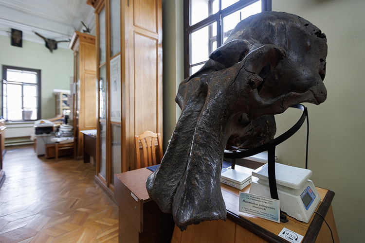 Сам скелет обнаружили на берегу реки Камель в окрестностях Пермской губернии