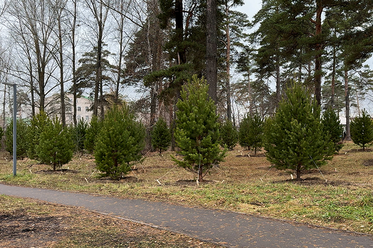 В качестве примера ответственного подхода к озеленению Жаворонков привел недавнюю высадку 100 сосен в парке неделей ранее. Их возраст составляет 7 лет, а рост — около 4 метров