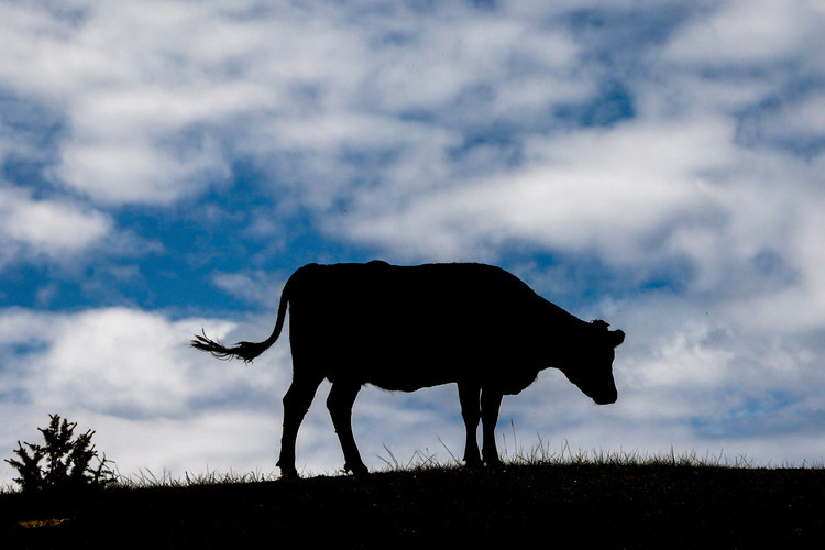 В Алтайском крае с начала года поголовье КРС снизилось на 6,5%, коров — на 7,1%, овец и коз — на 10,7%