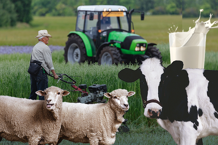 «250 тысяч пассивного дохода на одного элпэхашника в месяц!»