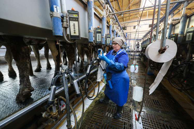 Если 2020-м средняя буренка в Татарстане давала 6,3 тыс. кг молока в год, то в 2024-м эта цифра составила уже 8,3 тыс. кг, а на 2025-й прогнозируется 8,7 тыс. кг на голову