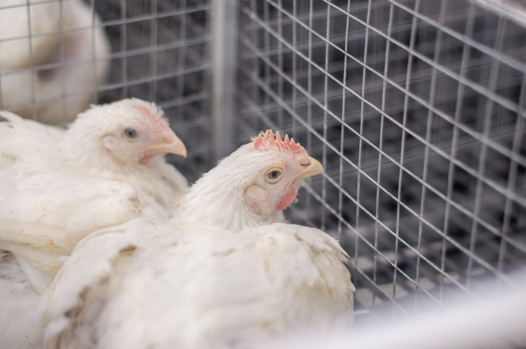 «Огромные объемы отходов жизнедеятельности птиц (помета) и сточных вод с птицефабрики представляют серьезную угрозу для поверхностных и грунтовых вод»