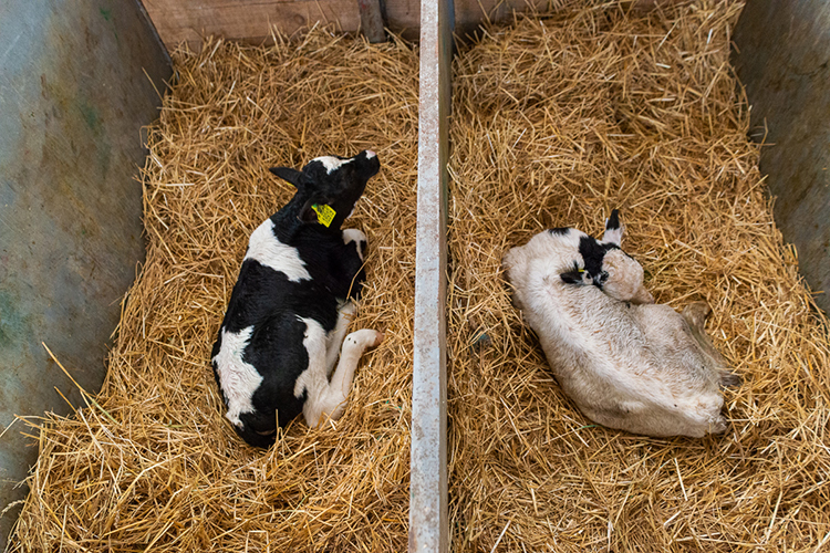 «Раньше, в нулевые, была субсидия по принципу «есть корова — получай деньги»