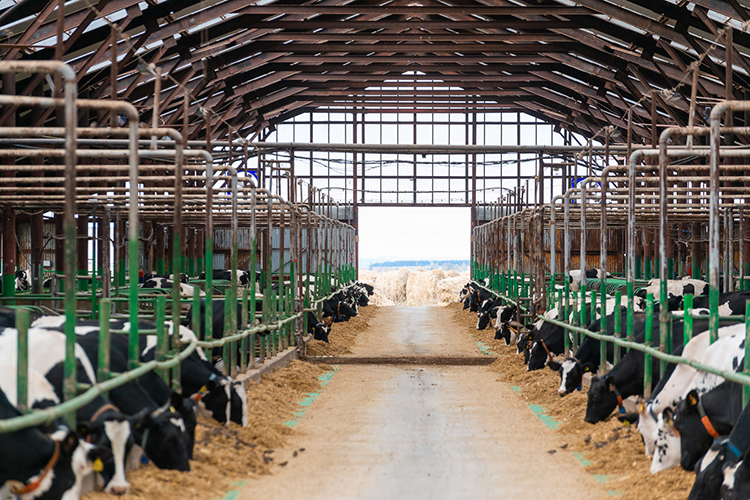 «Поголовье КРС в нашем холдинге составляет 40 тысяч голов, в том числе 17 тысяч коров»