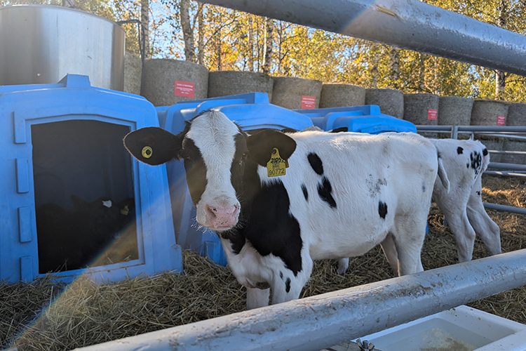 Холдинг представил на нем живую экспозицию — телят, телок и нетелей — будущее поколение высокопродуктивного скота