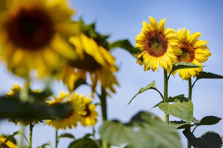«Рассчитываю, что в нынешнем году подсолнечник не даст нам уйти в сильный минус или даже позволит выйти в плюс»