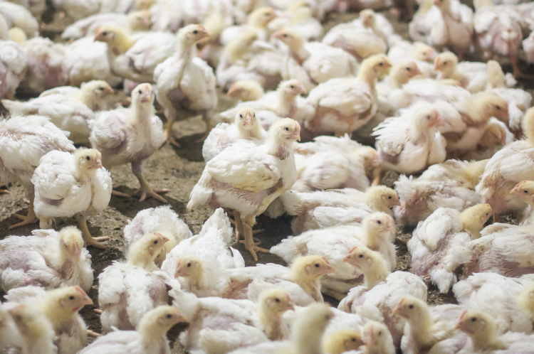 В своих жалобах жители сетуют на строительство птицефабрики в непосредственной близости от нескольких населенных пунктов, где многодетным семьям выделены участки