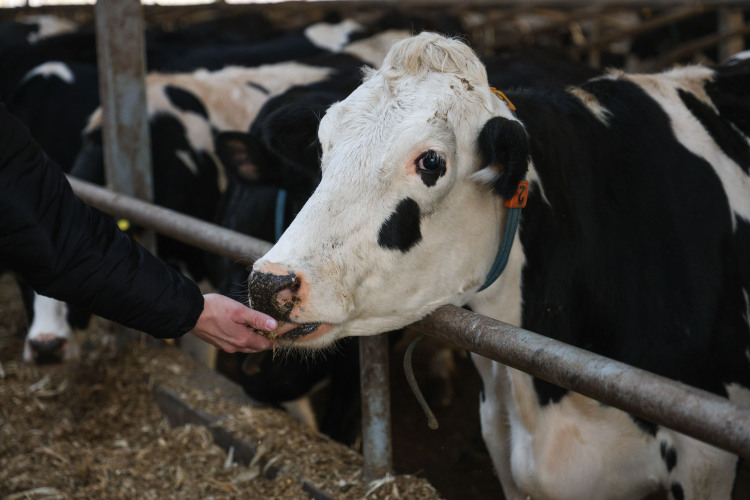 «В 2017 году к нам обратился молодой человек, потомственный животновод. Мы помогли ему оформить заявку на первый грант „Семейная ферма“ в 7 миллионов рублей. Эти средства пошли на закупку нетелей, за семь лет поголовье КРС выросло до 1027 голов»