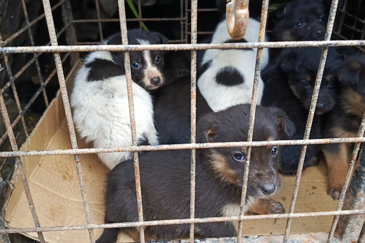 Служба отлова до сих пор не смогла найти диких собак, которые напали на девочку. Но в одной из «заброшек» в СНТ найдены 9 агрессивных щенков