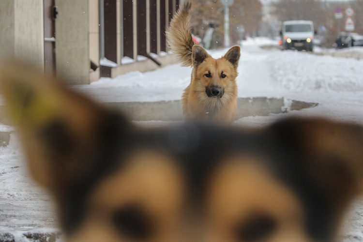 Местные жители, а также представители администрации района утверждают, что собак на территории СНТ и рядом с ним периодически кормили волонтеры